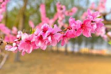 In full bloom in the peach blossom