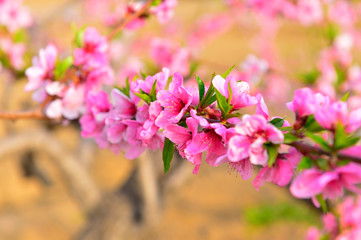 In full bloom in the peach blossom