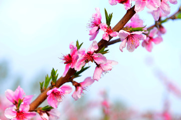 In full bloom in the peach blossom
