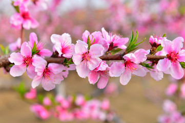 In full bloom in the peach blossom