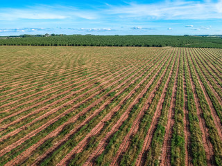 Aerial view of coffee seedlings being irrigated in the drip system