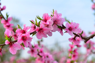 Obraz premium In full bloom in the peach blossom