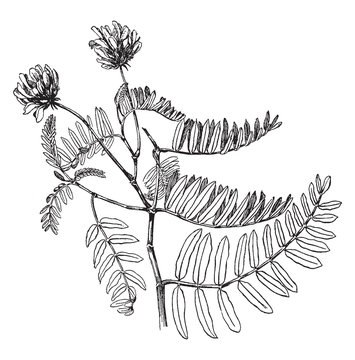 Astragalus Adsurgens vintage illustration.