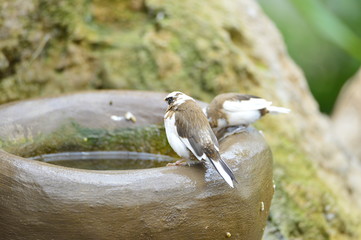 The outdoor fringillidae birds in the park
