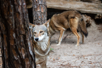Red wolf