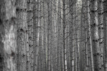 bare forest