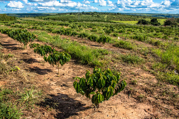 Fototapeta na wymiar Coffee seedlings on a farm in the rural area of Vera Cruz