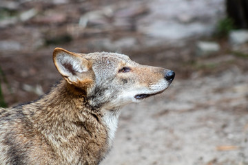 Red wolf