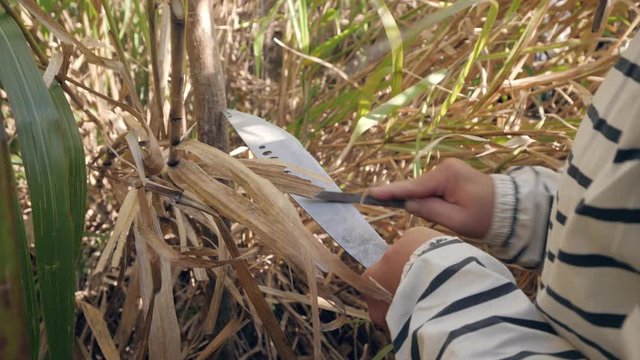 Man's hands sharpens machete in the grassy field
