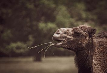 Camel