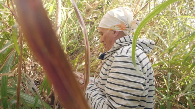 An old caucasian man sharpens machete in a grassy jungle.