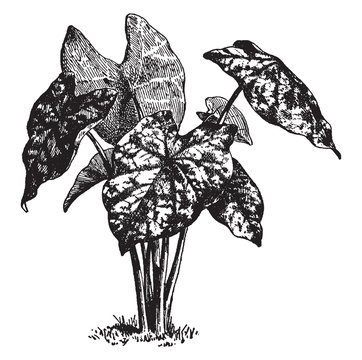 Caladium Humboldtii vintage illustration.