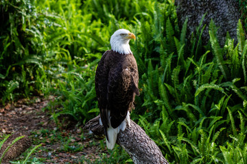 Bald eagle