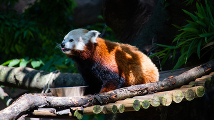 Red panda sticking tongue out