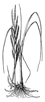 Michauxiana Spartina vintage illustration.