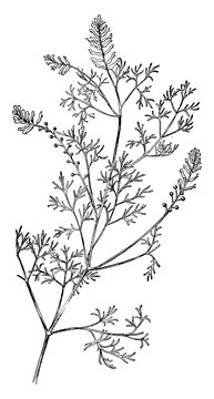 Fumitory vintage illustration.