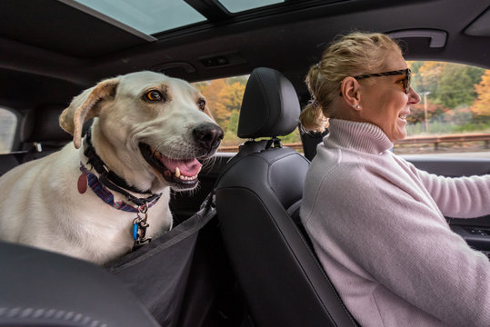 Blond woman driving white lab mix dog, inside car with dog seat cover, fall road trip