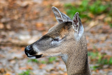 White tailed deer