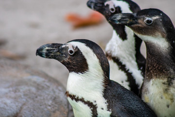Obraz premium South African penguin