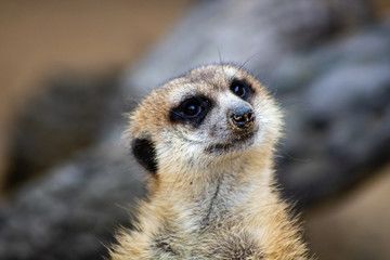 Fototapeta premium Meerkat