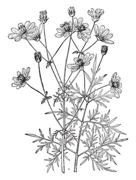 cosmos flowers botanical drawing black and white clip art preview