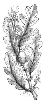 oak leaves and acorn black and white drawing clip art preview