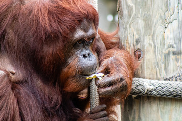 Bornean orangutan