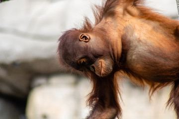 Bornean orangutan © Suzanna