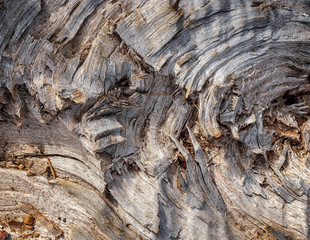 Broken tree with wood grain texture exposed