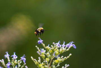 bees pollenating flowers on a flowering bush in Florida