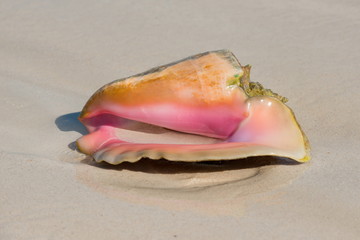 Nature Drink and Food