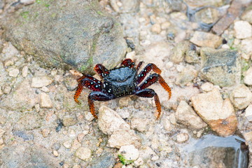 Nature Drink and Food