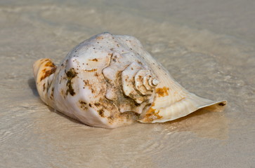 Nature Drink and Food