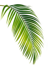 Green palm leaf isolated on white background
