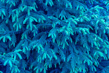 Decorative textural background. Branches of blue spruce. Front view. Close up.