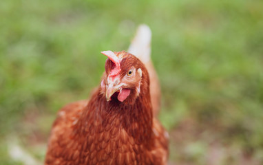 Happy hens on an organic farm - Chicken Portrait	