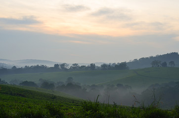 The sun rises over tea plantations in Kibale, Uganda, Africa; fog