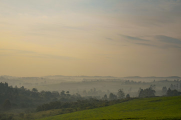 Naklejka na ściany i meble Sunrise over foggy Ugandan tea fields in Kibale, Uganda in Africa