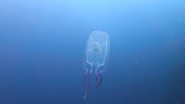 Close up view of box jellyfish with a fish in its bell swimming through clear blue tropical water.