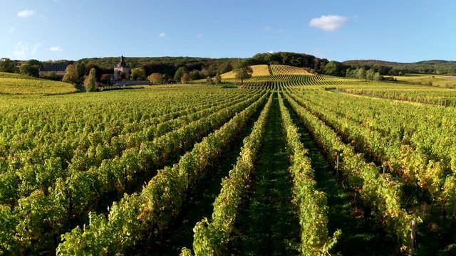 Drone fligth in German vineyards. Autumn in Rheingau, Hessen.