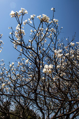 Ipes white tree flowering on street in the municipality of Marilia
