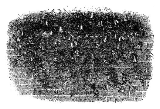 Lapageria Rosea vintage illustration.