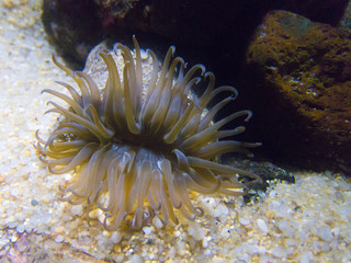 イソギンチャク