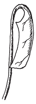 Inflexed Leaf vintage illustration.