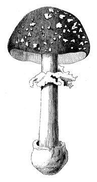recommend clip art: Fly Agaric vintage illustration.