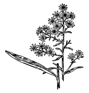 black and white flower plant drawing clip art preview