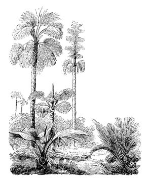 Gebang and Nipa Palm Trees vintage illustration.