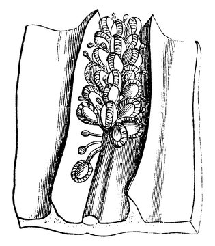 Antrophyum Fern vintage illustration.