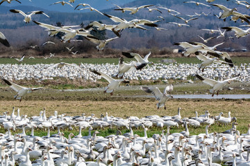 snow geese