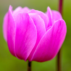 Obraz premium Close up of a pink tulip against a green background